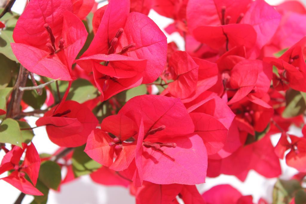 Masseria Gianecchia Cisternino Ngoại thất bức ảnh
