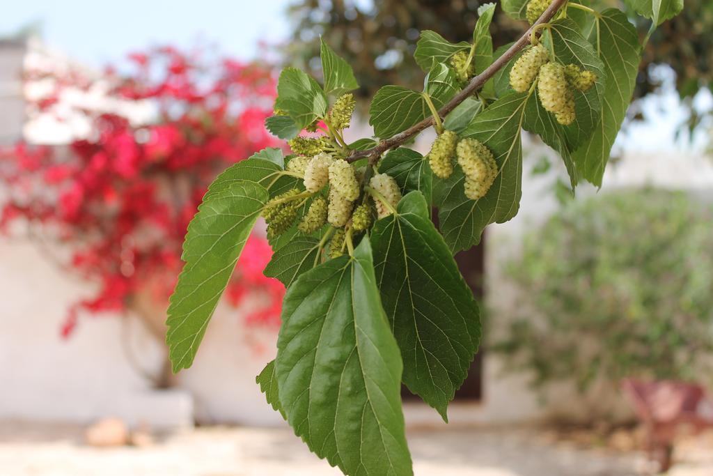 Masseria Gianecchia Cisternino Ngoại thất bức ảnh